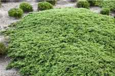 Kriechwacholder 'Green Carpet' Topfgröße 1 Liter / Höhe 15-20cm