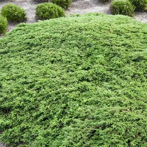 Kriechwacholder 'Green Carpet'