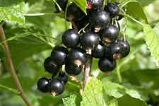 Johannisbeere Polar Fruits® 'Black Currant Berry' Topfgröße 5 Liter / Höhe 50-60cm