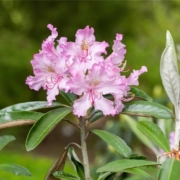 Rhododendron 'Millenium'