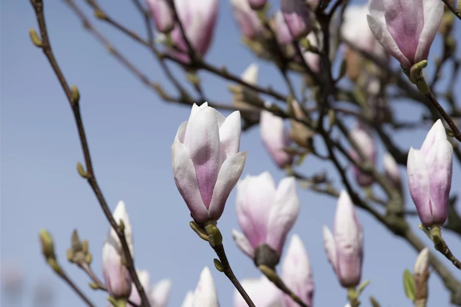 Tulpen-Magnolie 'Heaven Scent' Topfgröße 6 Liter / Höhe 60-80cm