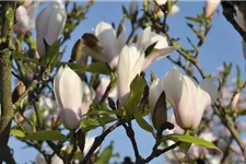 Tulpen-Magnolie 'Heaven Scent' Topfgröße 6 Liter / Höhe 60-80cm