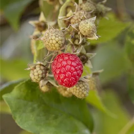 Himbeere Polar Fruits® 'Raspberry'