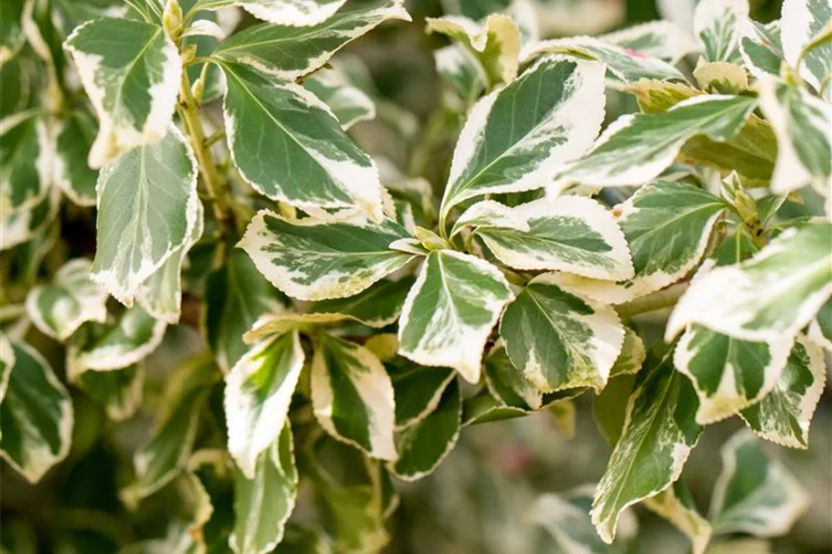 Weißbunte Kriechspindel 'Emerald Gaiety' online kaufen bei Olerum