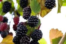 Brombeere Polar Fruits® 'Blackberry' Topfgröße 5 Liter / Höhe 50-60cm