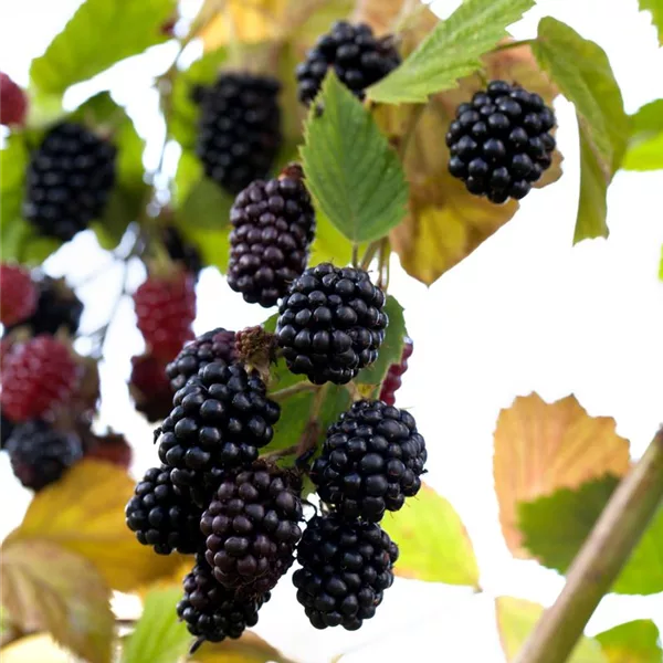 Brombeere Polar Fruits® 'Blackberry'