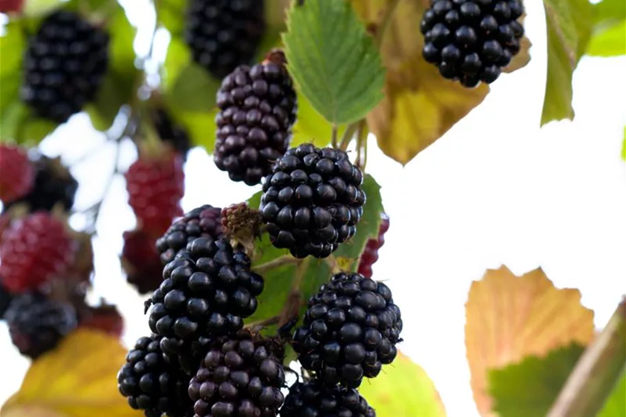Brombeere Polar Fruits® 'Blackberry' Topfgröße 5 Liter / Höhe 50-60cm