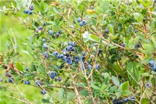 Heidelbeere Polar Fruits® 'Blueberry' Topfgröße 5 Liter / Höhe 50-60cm