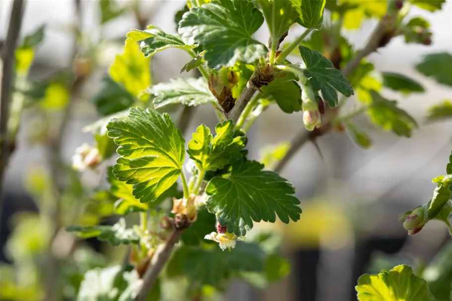 Stachelbeere Polar Fruits® 'Green Goose Berry' Topfgröße 5 Liter / Höhe 50-60cm