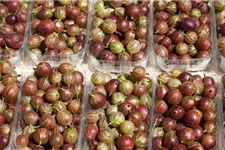Stachelbeere Polar Fruits® 'Red Goose Berry' Topfgröße 5 Liter / Höhe 50-60cm