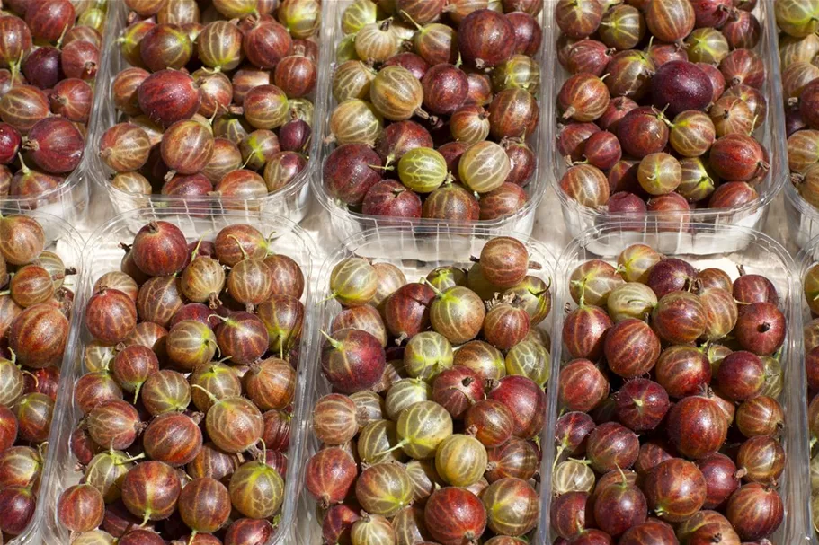 Stachelbeere Polar Fruits® 'Red Goose Berry' Topfgröße 5 Liter / Höhe 50-60cm