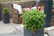 Himbeere 'Lucky Berry'® Topfgröße 4,6 Liter / Höhe 40-50cm