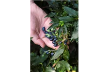 Heidelbeere 'Lucky Berry'® Topfgröße 4,6 Liter / Höhe 40-50cm