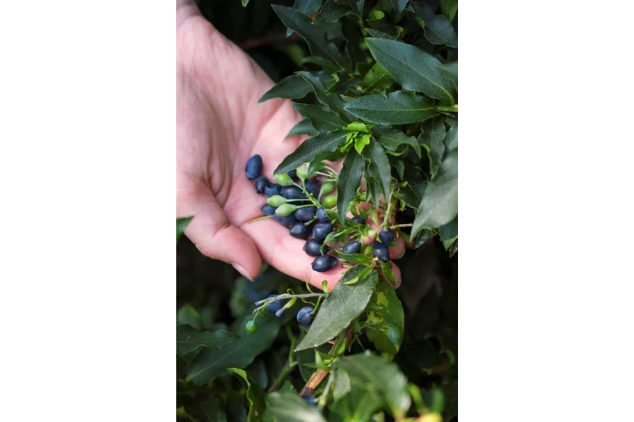 Heidelbeere 'Lucky Berry'® Topfgröße 4,6 Liter / Höhe 40-50cm