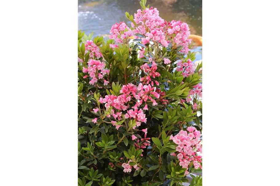 Rhododendron 'Bloombux® Magenta' Topfgröße 2 Liter