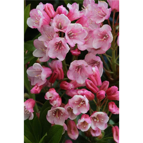 Rhododendron 'Bloombux® Magenta'