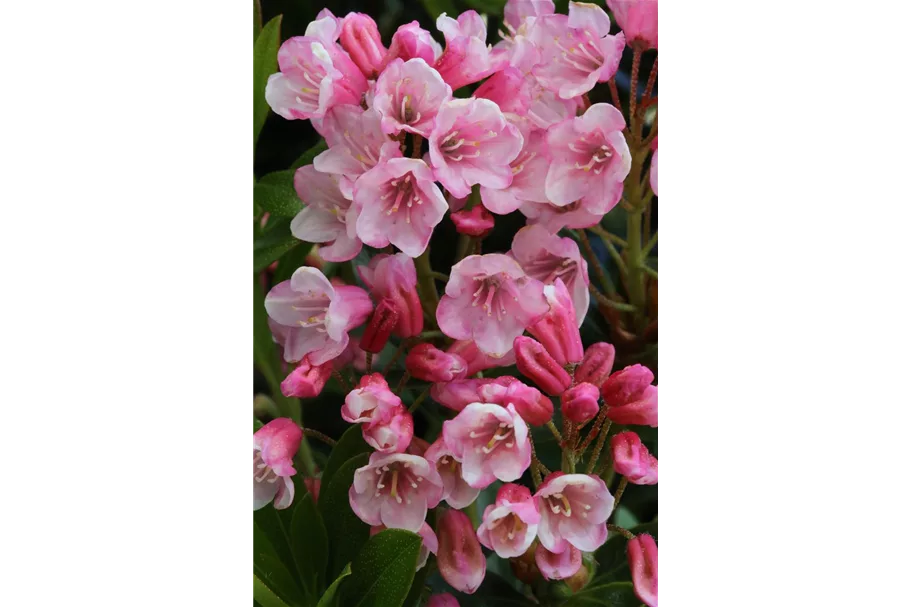 Rhododendron 'Bloombux® Magenta' Topfgröße 2 Liter