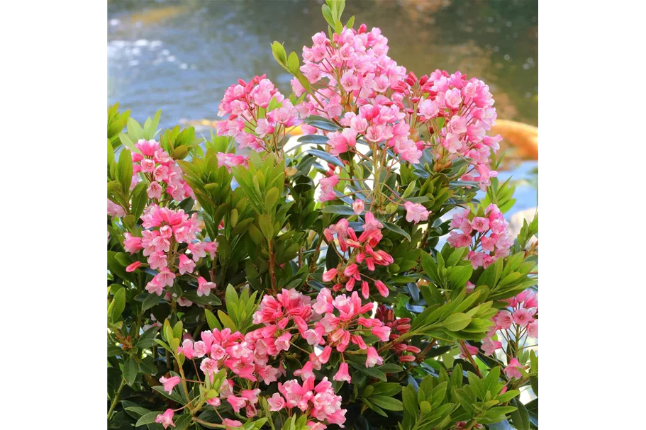 Rhododendron 