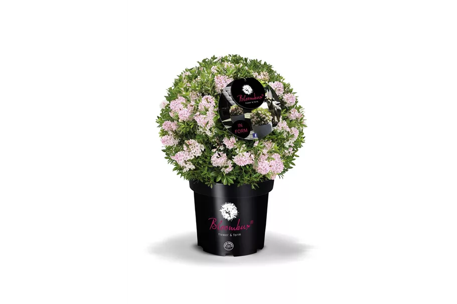 Rhododendron 'Bloombux® Pink' Kugel, Topfgröße 5 Liter / Höhe 25-30cm