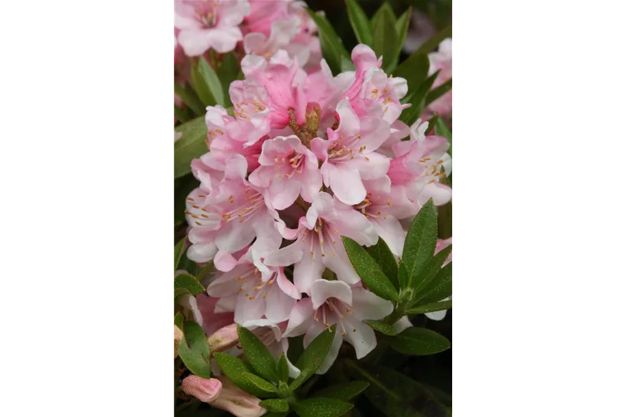 Rhododendron 'Bloombux® Pink' Kugel, Topfgröße 5 Liter / Höhe 25-30cm