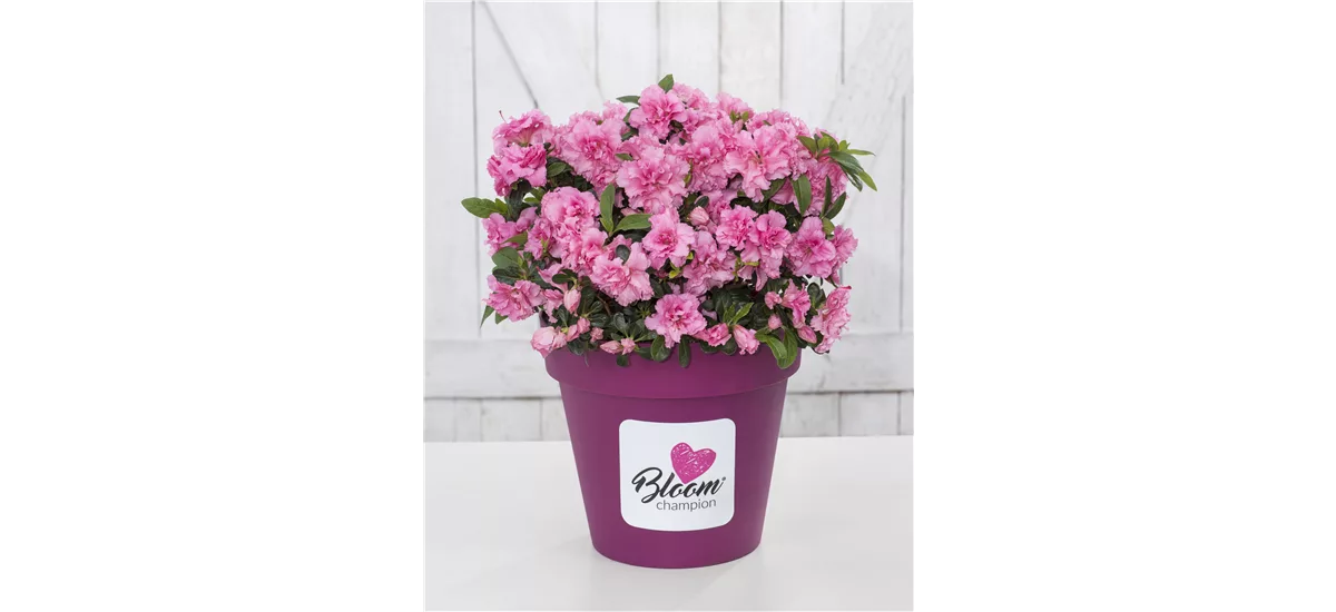 Dauerblühende Azalee 'BloomChampion Pink' Topfgröße 3 Liter / Höhe 25-30cm