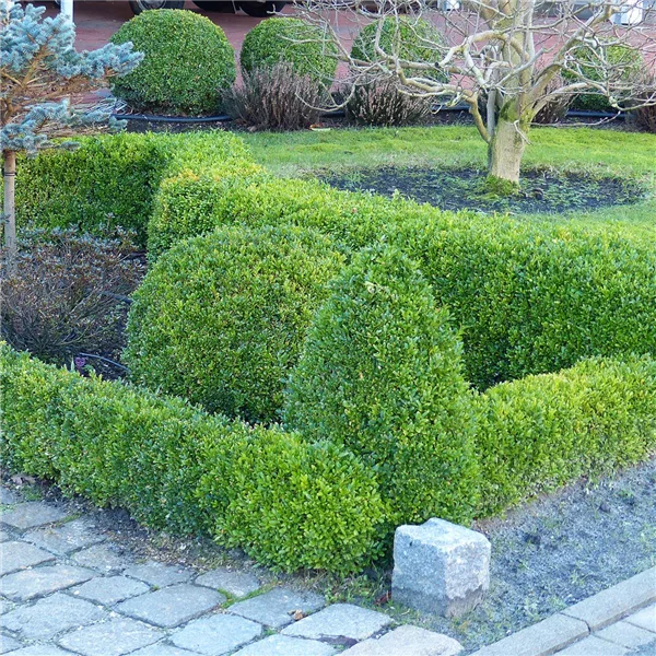 Buchsbaum - ideales Gewächs für Pflanzgefäße | Olerum