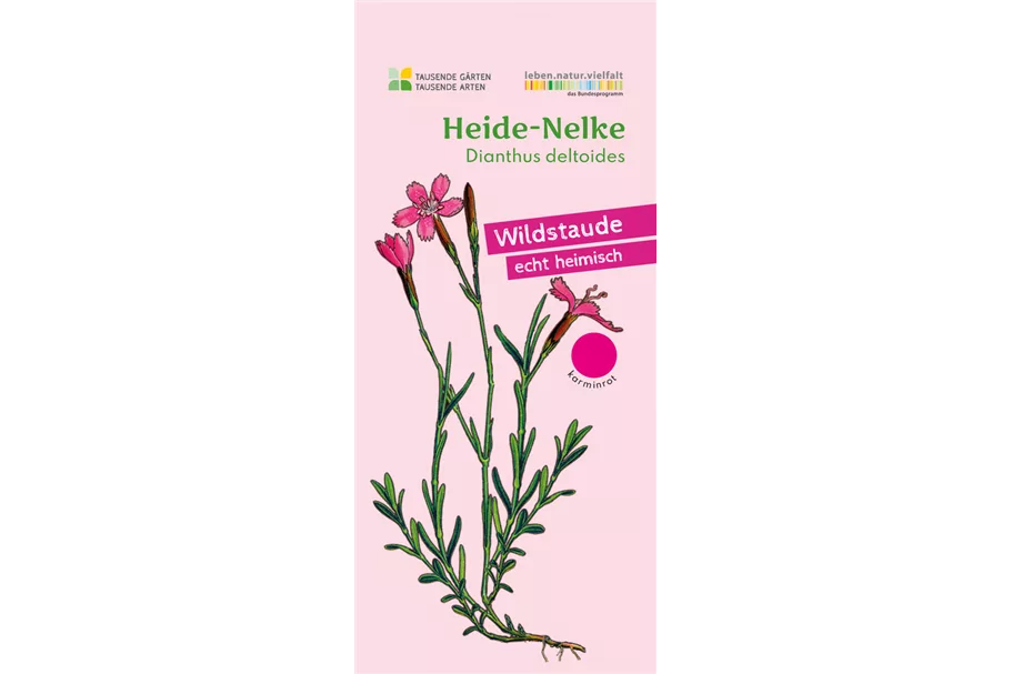 Heimische Heide Nelke 9x9 cm Wildstaude