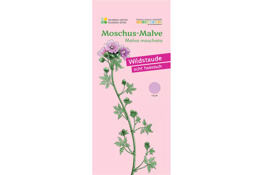 Heimische Moschus-Malve 9x9 cm Wildstaude