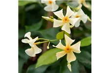 Sternjasmin Tropical Fl´Aroma® 'Blossom Star' Topfgröße 5 Liter / Höhe 50-60cm