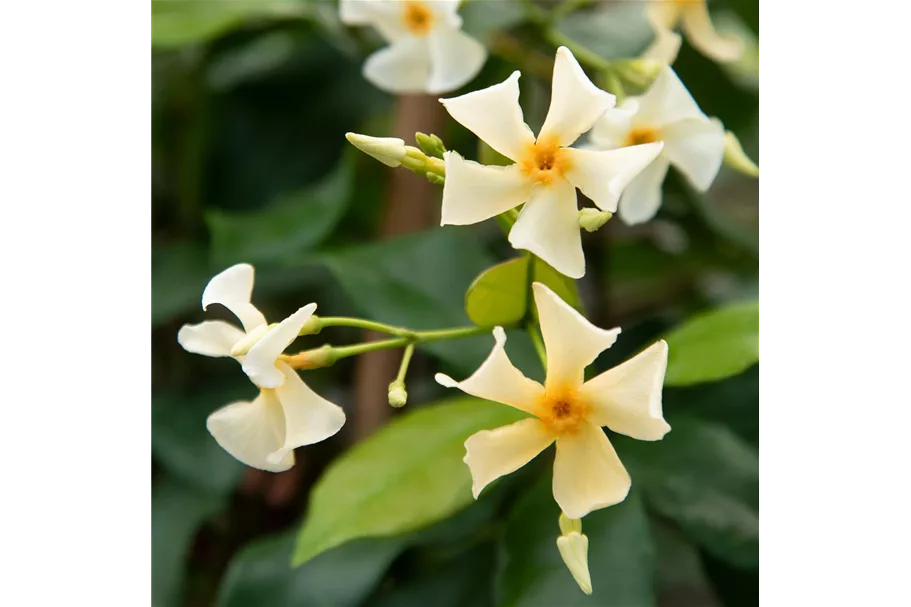 Sternjasmin Tropical Fl´Aroma® 'Blossom Star' Topfgröße 5 Liter / Höhe 50-60cm