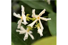 Sternjasmin Tropical Fl´Aroma® 'Exotic Jasmine' Topfgröße 5 Liter / Höhe 50-60cm