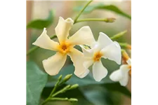 Sternjasmin Tropical Fl´Aroma® 'Graceful Vanilla' Topfgröße 5 Liter / Höhe 50-60cm