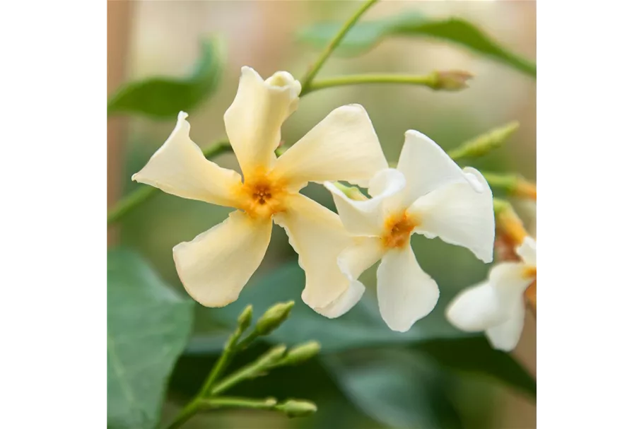 Sternjasmin Tropical Fl´Aroma® 'Graceful Vanilla' Topfgröße 5 Liter / Höhe 50-60cm