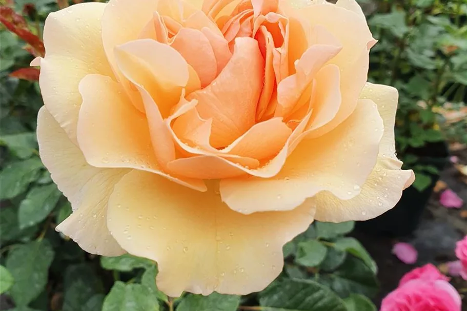 Essbare Rose 'Mystic'™ 4 Liter Topf
