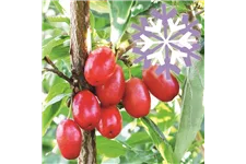 Kornelkirsche Polar Fruits® 'Cornel Berry' Topfgröße 5 Liter / Höhe 50-60cm