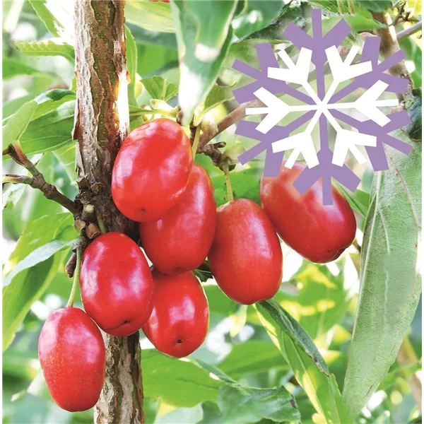 Kornelkirsche Polar Fruits® 'Cornel Berry'