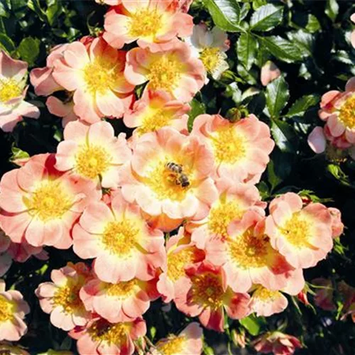 Rose 'Bienenweide® Apricot'