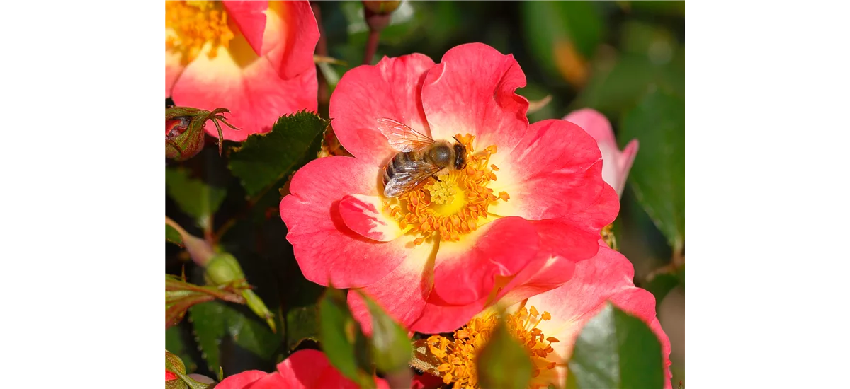 Rose 'Bienenweide® Bicolor' Topfgröße 4,6 Liter