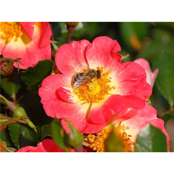 Rose 'Bienenweide® Bicolor'