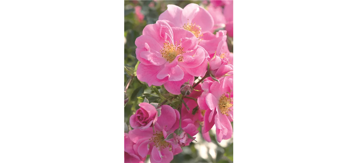 Rose 'Bienenweide® Rosa' Topfgröße 4,6 Liter
