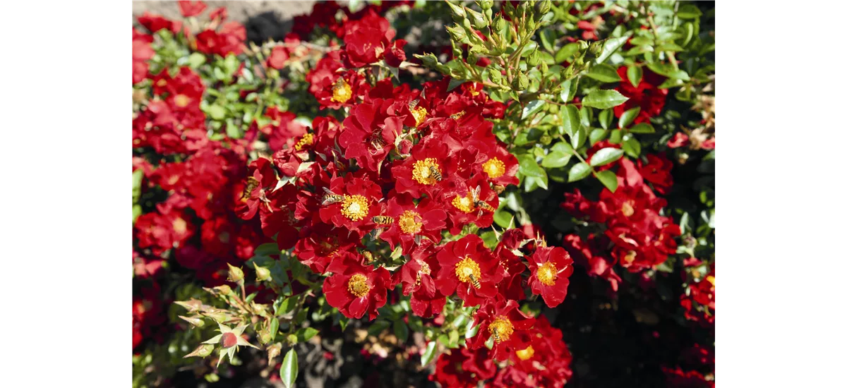 Rose 'Bienenweide® Rot' Topfgröße 4,6 Liter