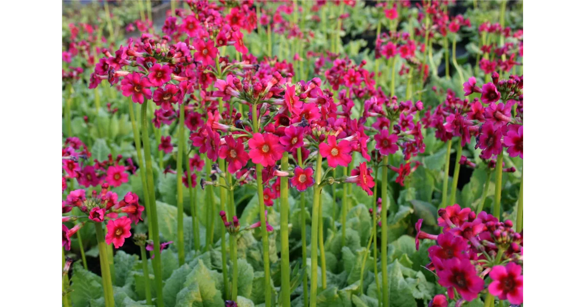 'Millers Crimson' online kaufen bei Olerum