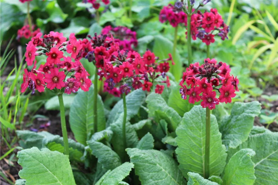 'Millers Crimson' online kaufen bei Olerum