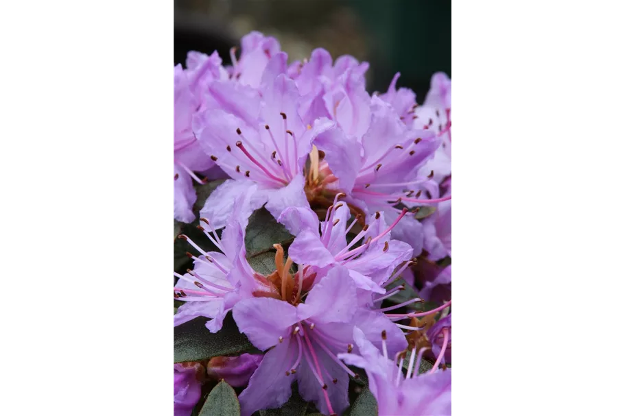 Kleinblättriger Rhododendron Topfgröße 2,3 Liter