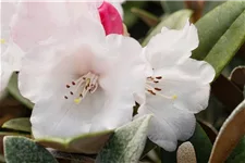 Yaku-Rhododendron 'Bienenkönigin' Topfgröße 5 Liter / Höhe 30-40cm