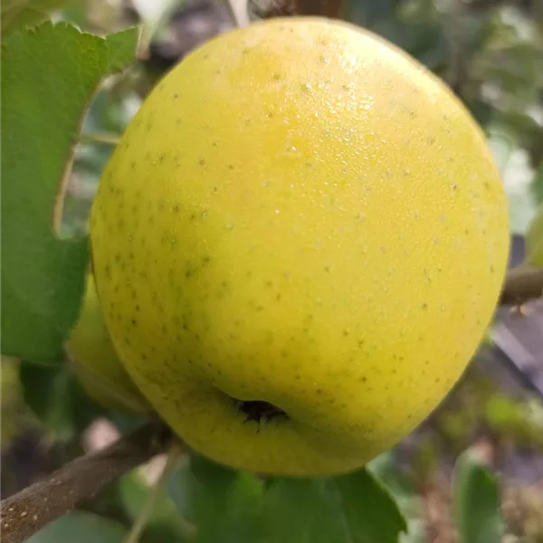 Apfelbaum 'Ananasrenette'