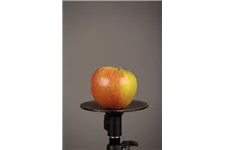 Apfelbaum 'Cox Orangenrenette' Busch, Topfgröße 10 Liter, Unterlage MM111