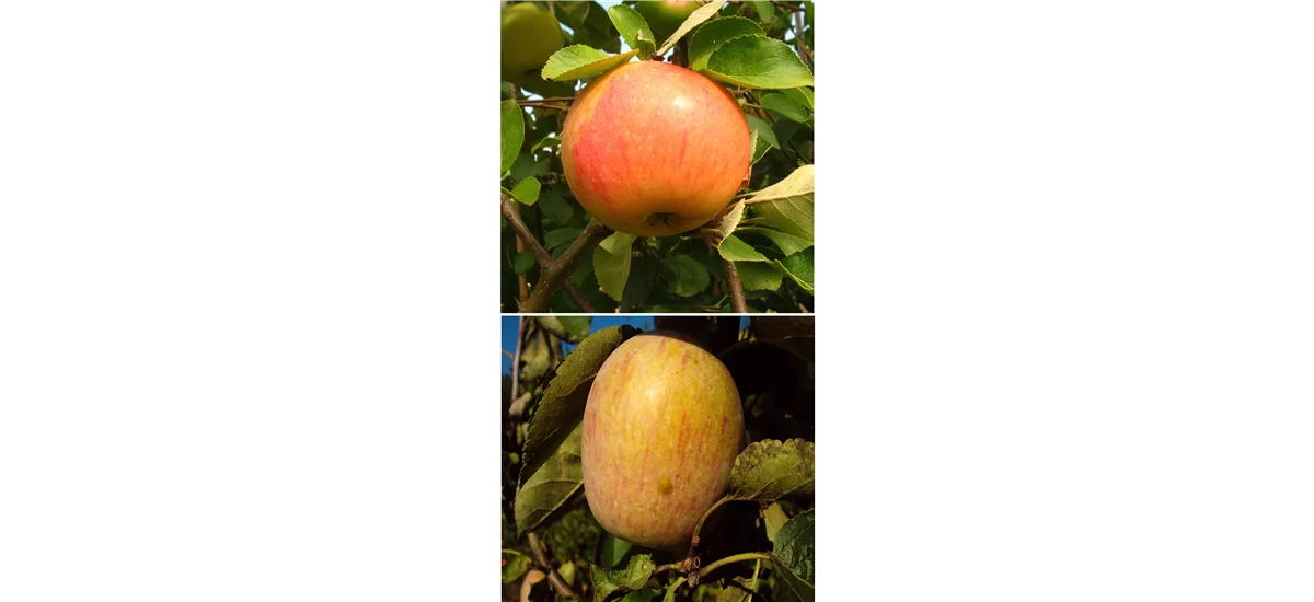 Apfelbaum DUO 'James Grieve/Berner RosenApfel' Busch, Topfgröße 10 Liter, Unterlage M7