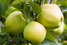 Apfelbaum 'Golden Delicious' Busch, Topfgröße 10 Liter, Unterlage MM111