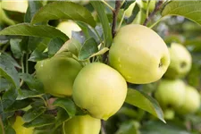 Apfelbaum 'Golden Delicious' Busch, Topfgröße 10 Liter, Unterlage MM111